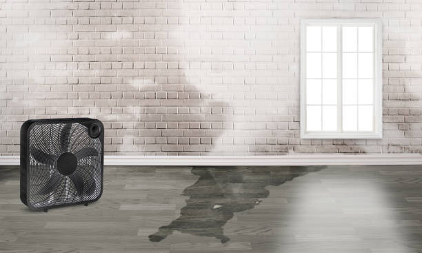 Best Flood damage cleanup  in Neosho, MO